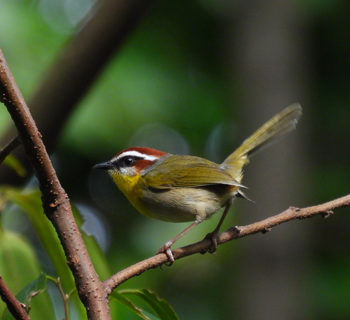 Rufous-capped Warbler