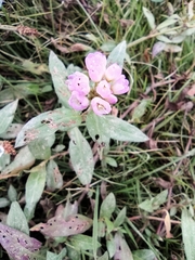 Polygonum criopolitanum