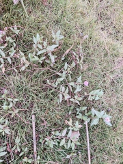 Polygonum criopolitanum