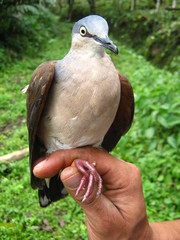 Leptotila plumbeiceps