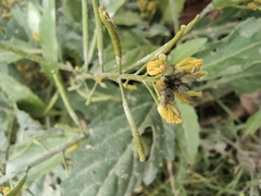 Rorippa indica