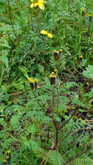 Tagetes foetidissima
