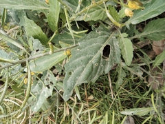 Rorippa indica