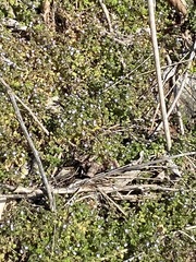 Houstonia pusilla