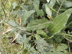 Rorippa indica