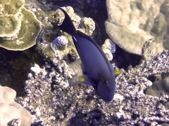 Acanthurus maculiceps