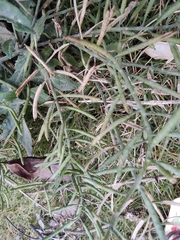 Rorippa indica