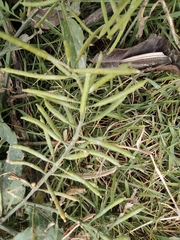 Rorippa indica