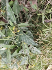 Rorippa indica