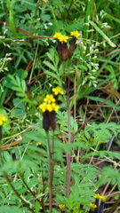 Tagetes foetidissima