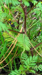 Tagetes foetidissima