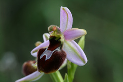 Ophrys exaltata splendida