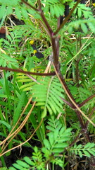 Tagetes foetidissima