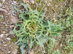 Taraxacum mongolicum