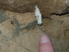 Nymphalis