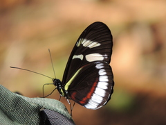Heliconius cydno cydnides