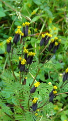 Tagetes foetidissima