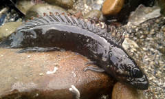 Acanthoclinus fuscus