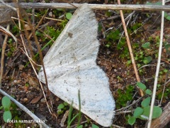 Dyscia crassipunctaria