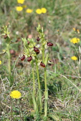 Ophrys exaltata