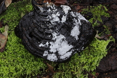 Sistotrema sernanderi