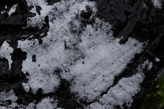 Sistotrema sernanderi