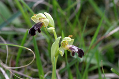 Ophrys vasconica