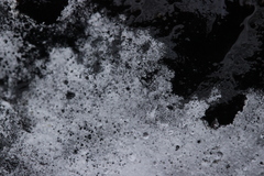 Sistotrema sernanderi