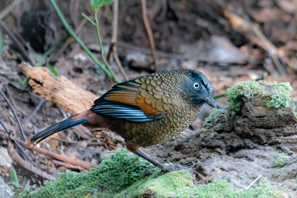 Trochalopteron squamatus