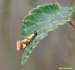 Epicallima icterinella
