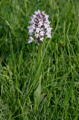 Neotinea conica