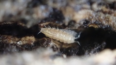 Trichoniscus pygmaeus