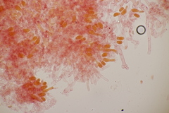 Sistotrema sernanderi