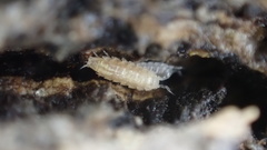 Trichoniscus pygmaeus