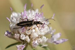 Oedemera barbara