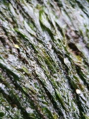 Fontinalis antipyretica