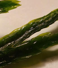Fontinalis antipyretica
