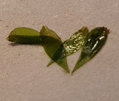 Fontinalis antipyretica