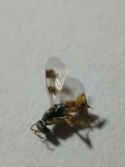 Cheiropachus quadrum