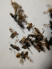 Cheiropachus quadrum