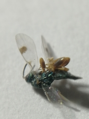 Cheiropachus quadrum