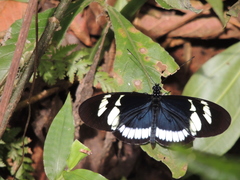 Heliconius cydno cydnides
