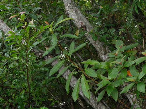 Rhaphiolepis deflexa