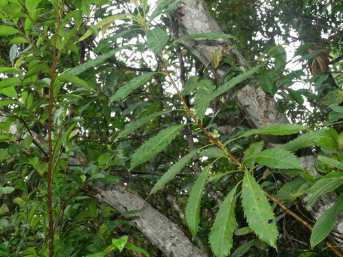 Rhaphiolepis deflexa