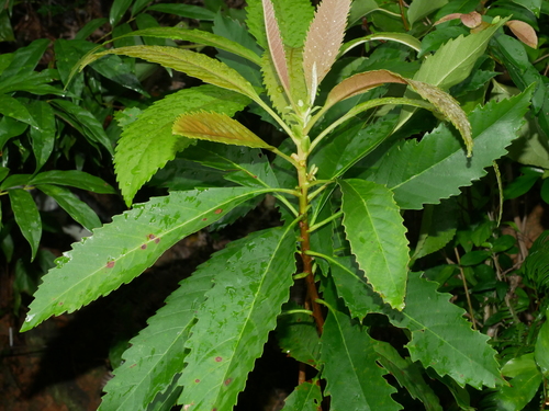 Rhaphiolepis deflexa