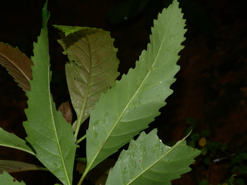 Rhaphiolepis deflexa