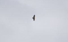 Buteo buteo