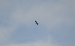 Buteo buteo