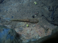 Bokermannohyla hylax