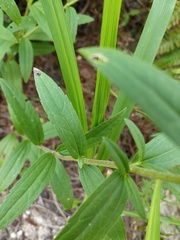 Eupatorium subvenosum